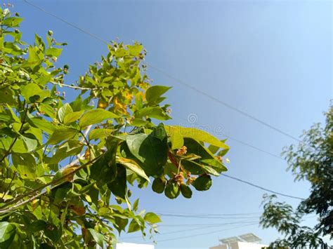 Medicinal Parijat Tree or Nyctanthes Arbor Tristis Green Leaves and ...