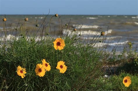 Tres Palacios Bay Lagniappe