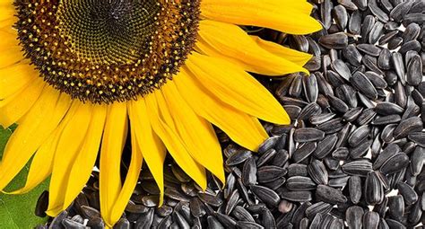 We offer sunflower seeds, produced in Ukraine