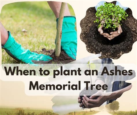 When Is The Best Time Of Year To Plant An Ashes Memorial Tree