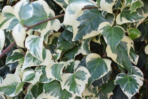 21 Types Of Ivy Plants A Z Picture Guide