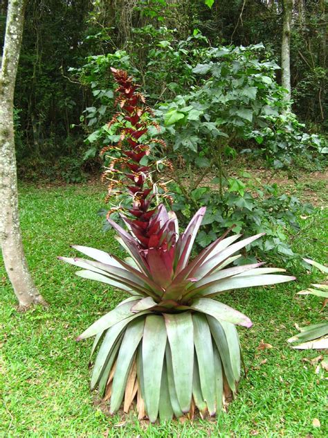 Alcantarea Imperialis Stunning Tropical Giant Bromeliad Very Rare