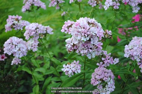 Photo Of The Bloom Of Phlox Phlox Paniculata Sherbet Blend Posted