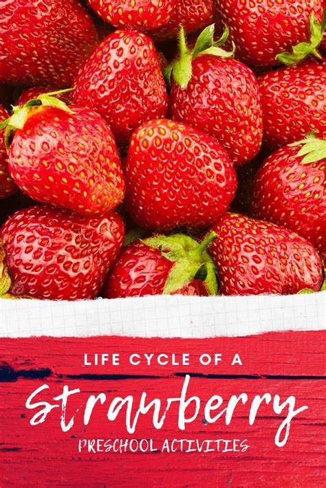 Strawberry life cycle worksheet pack – Artofit