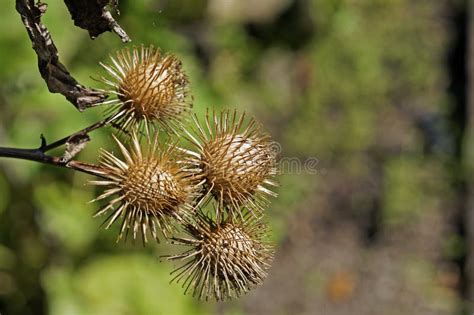 Greater Burdock Or Arctium Lappa Plants In Various Stages Of Life From