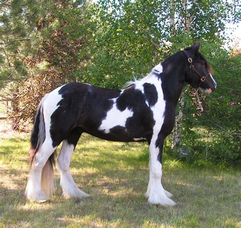 Big Sky Gypsy And Drum Horses Gypsy Vanner Gypsy Horses Gypsy Cob