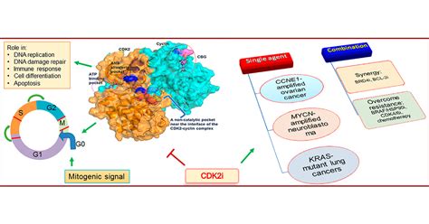 Cyclin Dependent Kinase 2 Inhibitors In Cancer Therapy An Update