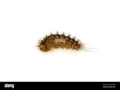 Oak Processionary Moth On White Background Stock Photo Alamy