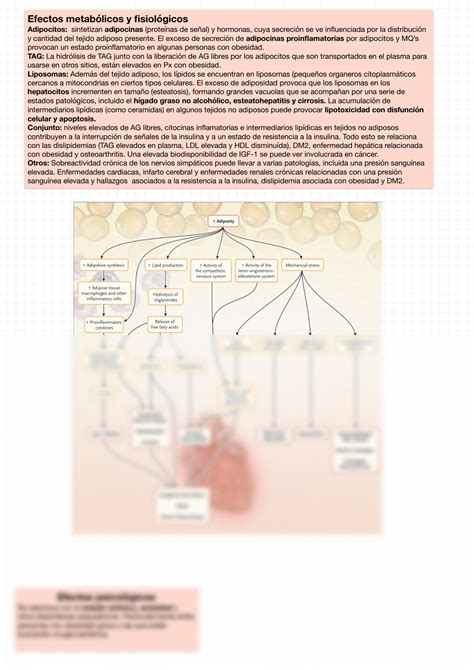 Solution Obesidad Y S Ndrome Metab Lico Studypool