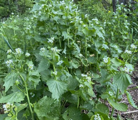 Gardeners Beware Invasive Species The Montpelier Bridge