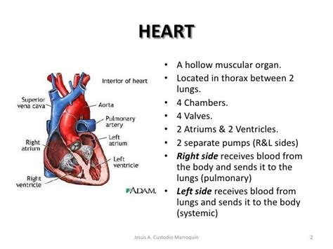 Heart Anatomy