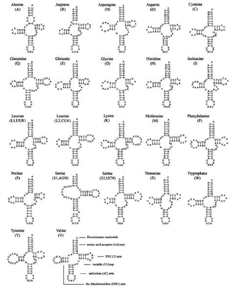 Inferred Secondary Structure Of Trnas In N Tenuis Mitochondrial