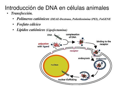 Ppt Clonaci N De Fragmentos De Dna Powerpoint Presentation Free