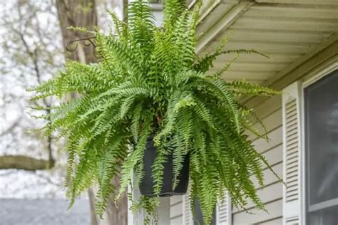 How To Care For Outdoor Ferns In Pots Fern Gardening