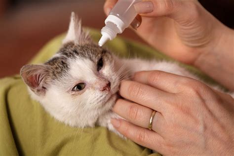 How Can I Treat My Cat S Eye Infection At Home Zumalka