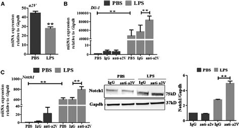 Inhibition Of Notch Signaling Prevents The In Fl Ammatory Responses In