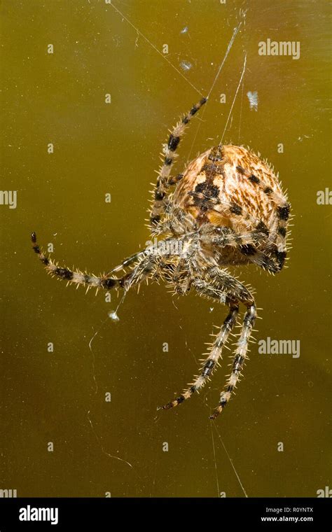 Tarnung spinne Fotos und Bildmaterial in hoher Auflösung Alamy