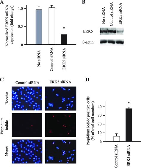 Effects Of Small Interference Si Rna Mediated Erk5 Knockdown On The Download Scientific