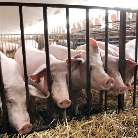 Les Industriels De La Viande Engagent Un Bras De Fer Sur Le Prix Du Porc