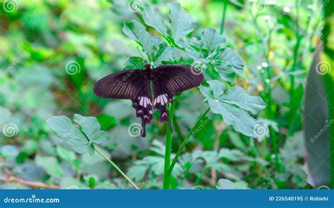 Papilio Polytes Also Known As the Common Mormon Feeding on the Flower Plant in the Public Park ...