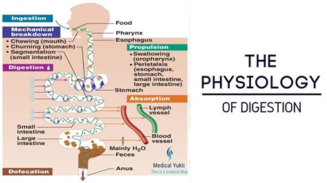 The Physiology Of Digestion Medical Yukti