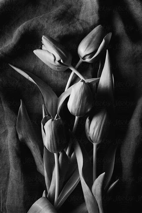 Tulips In Black And White Del Colaborador De Stocksy Jeff Wasserman