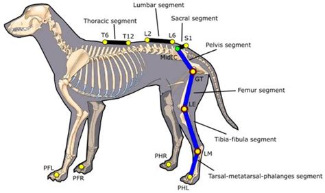 Veterinary Sciences, Vol. 7, Pages 26: A Canine Gait Analysis Protocol ...