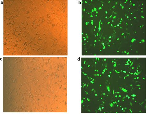 Microscopic Observation Of The Cells Transfected With Egfp Gene