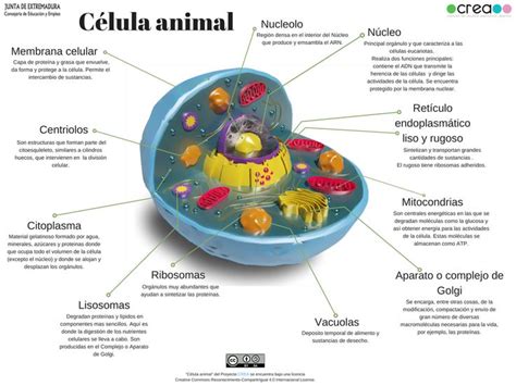 Partes De La Celula Animal Y Sus Funciones Consejos Celulares Images