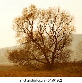 Naked Lonely Tree Sunset Stock Photo Shutterstock