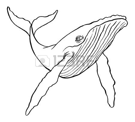 Bowhead Whale Drawing at GetDrawings | Free download