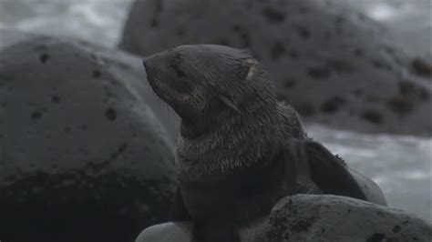 B Roll Northern Fur Seals On The Pribilof Islands B Roll Seals And