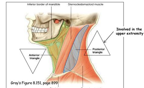 Lecture Anterior Neck Flashcards Quizlet