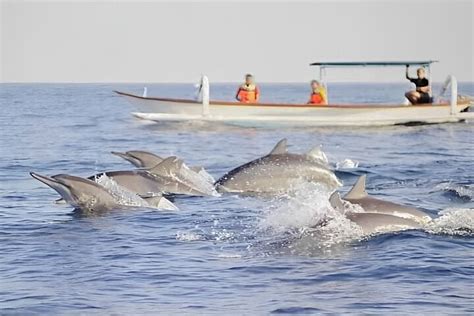 2023 Watching Dolphin Tour At Lovina Beach Reserve Now