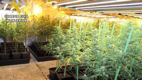 Desmantelan una plantación de marihuana en el sótano de una vivienda de