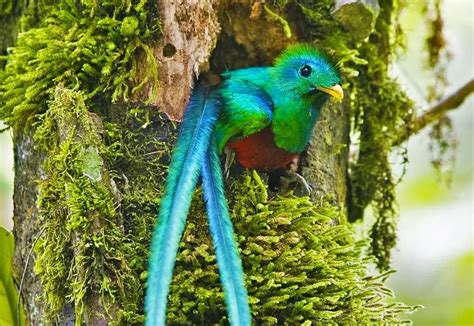 Biotopo Del Quetzal Guatemala Viajeros Ocultos