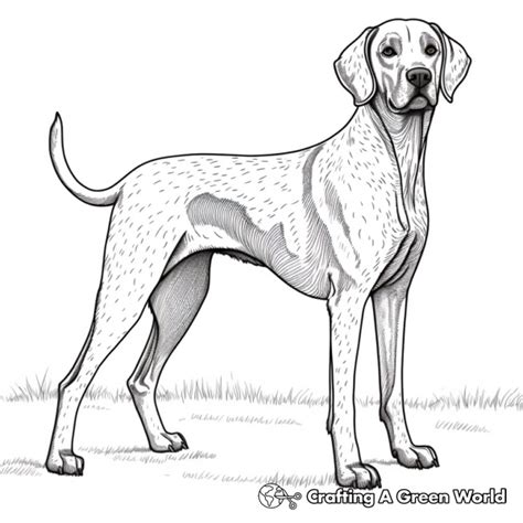 German Shorthaired Pointer Coloring Pages Free Printable