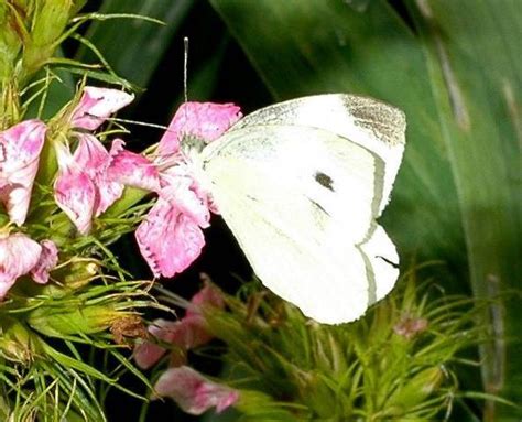 Kleiner Kohlwei Ling Pieris Rapae Naturf Hrer Siegi Gerstner