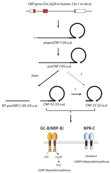 Biology Free Full Text Cnp The Third Natriuretic Peptide Its