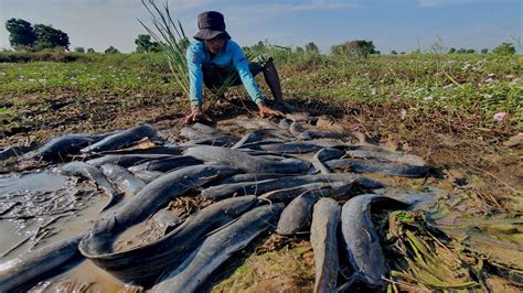 Wow Amazing Fishing A Fisherman Catching A Lot Of Catfish Rice Field