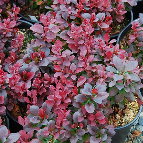 Berberis Thunbergii Concorde Arts Nursery Ltd