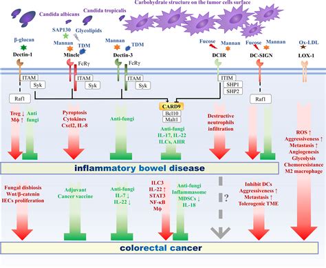 Frontiers The Role Of C Type Lectin Receptor Signaling In The