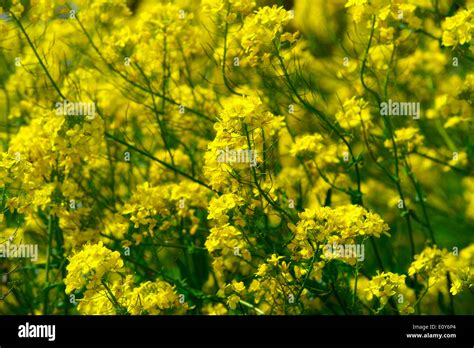 Wild yellow flowers in the British countryside England UK Stock Photo - Alamy