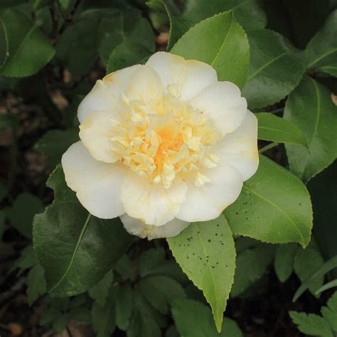 Jurys Yellow Camellia Camellia X Williamsii Jurys Yellow Servescape