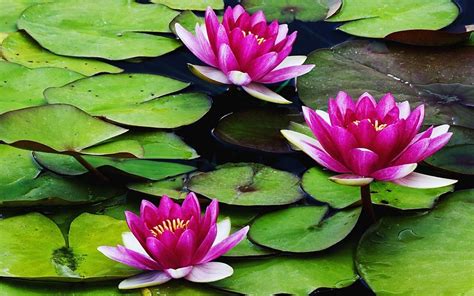 🔥 70 Water Lily Wallpapers Wallpapersafari