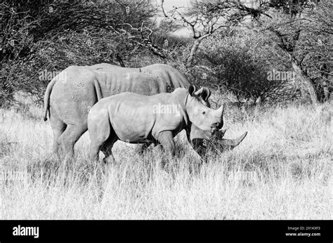 White Rhino Mother And Calf In Southern African Savannah Stock Photo