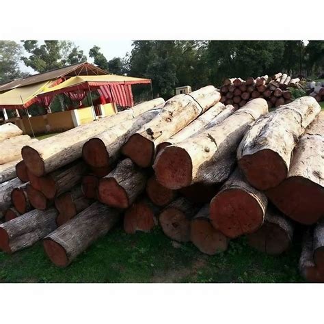 Teak Wood In Chennai Tamil Nadu Teak Wood Teak Timber Price In Chennai