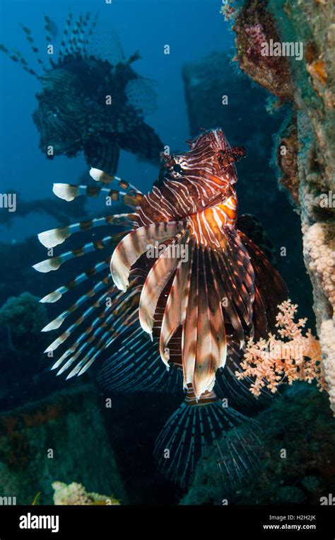 Pez león común o diablo firefish Pterois miles Esta especie es