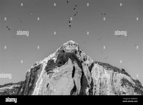 île De Nidification Des Oiseaux Banque Dimages Noir Et Blanc Alamy