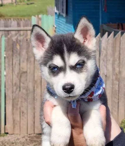 Filhotes Husky Siberiano Olhos Azuis Escorrega O Pre O